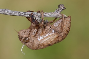 Cicadas shed their skin