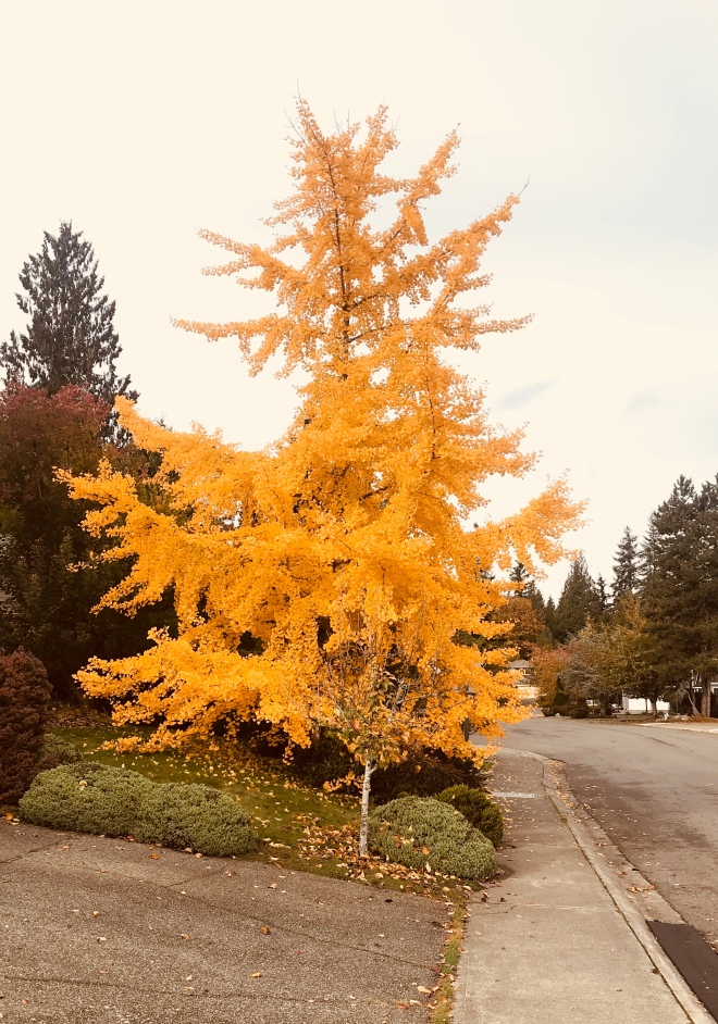 Ginko tree in October
